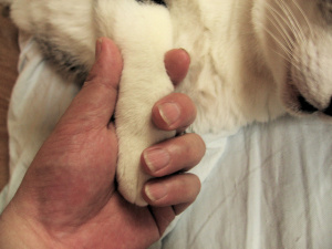 猫の手ニギニギ